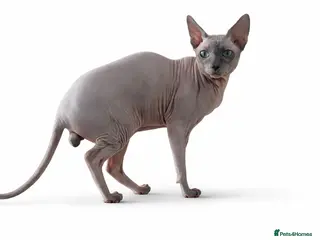 Sphynx cats TICA Active - European Champion Bloodlines - Advert 18
