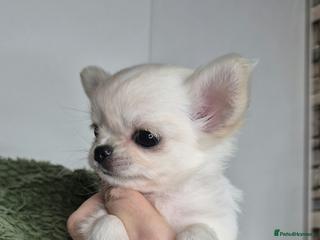 Chihuahua dogs KC registered Chihuahua girl - Advert 1