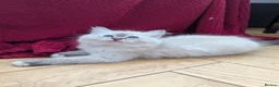 Ragdoll cats for sale: GCCF Full Pedigree Ragdoll Kittens  - Advert 7