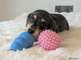 Miniature Dachshund dogs LAST GIRL-READY NOW! 🩷 longhaired mini dachshund - Advert 6
