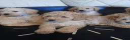 Cavapoo dogs for sale: Cavapoo F1b puppies  - Advert 9