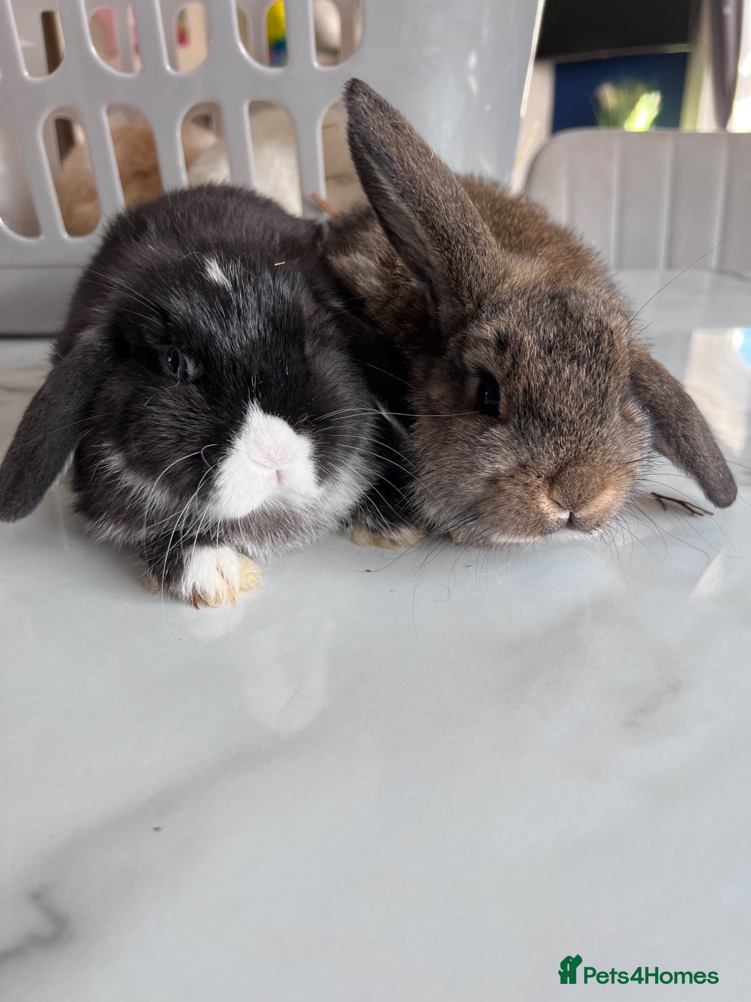 Mini Lop rabbits Beautiful Mini Lop Rabbits for sale - Advert 3
