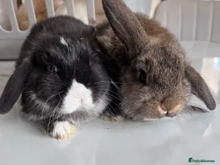 Mini Lop rabbits Beautiful Mini Lop Rabbits for sale - Advert 10