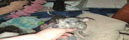 Italian Greyhound dogs for sale: Italian greyhound / whippet  - Advert 3