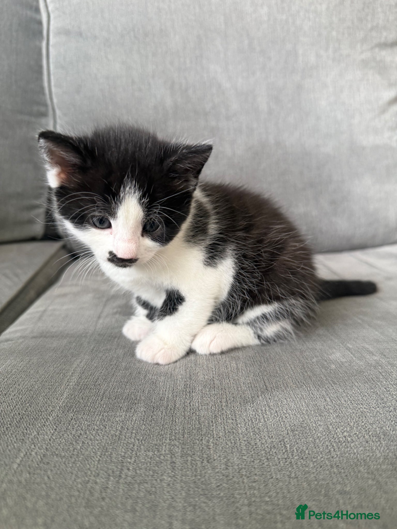 Mixed Breed cats Adorable female kitten ready to go 21st April - Advert 1