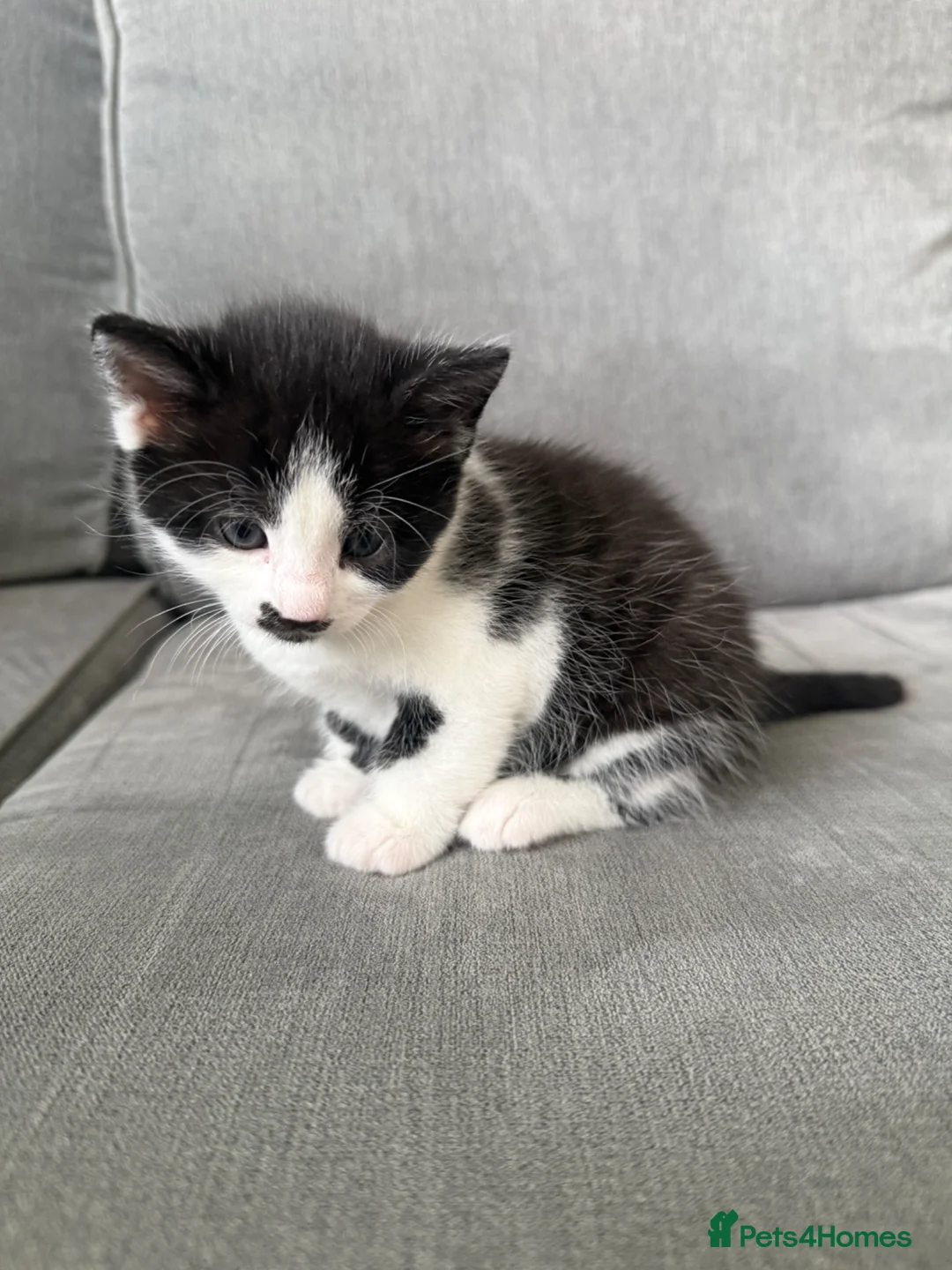 Mixed Breed cats for sale: Adorable female kitten ready to go 21st April in Chelmsford - Advert 1