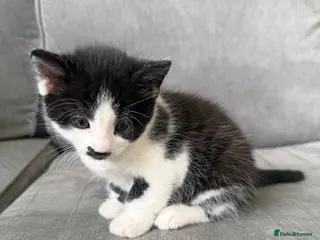 Mixed Breed cats Adorable female kitten ready to go 21st April - Advert 1