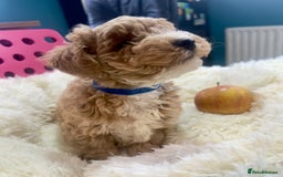Maltipoo dogs for sale: Toy Maltipoo puppies  - Image 20