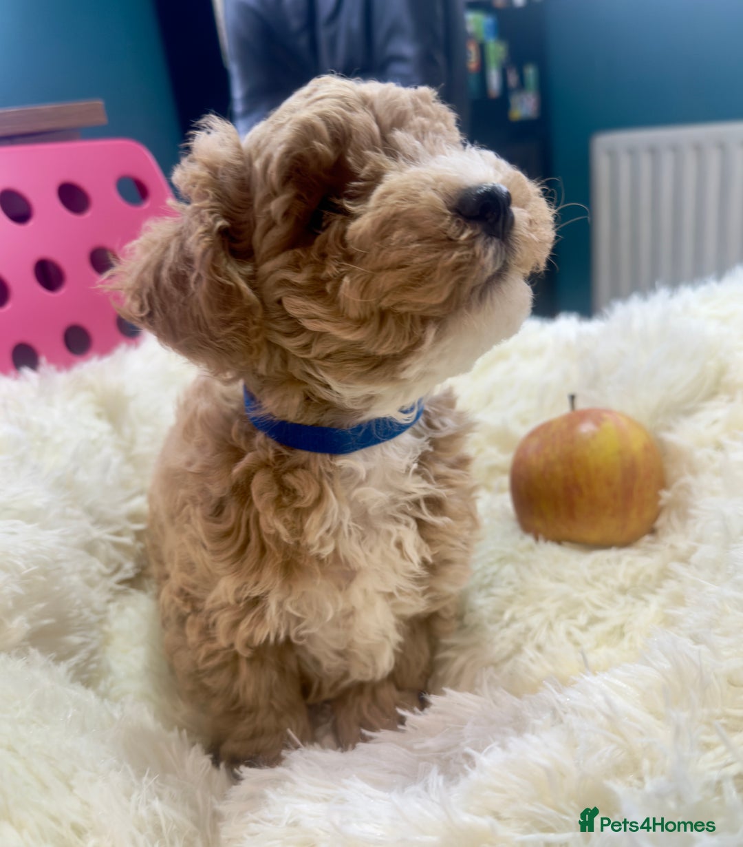 Maltipoo dogs for sale: Toy Maltipoo puppies  - Image 20