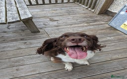 English Springer Spaniel dogs for sale: Beautiful springer spaniel - Image 5