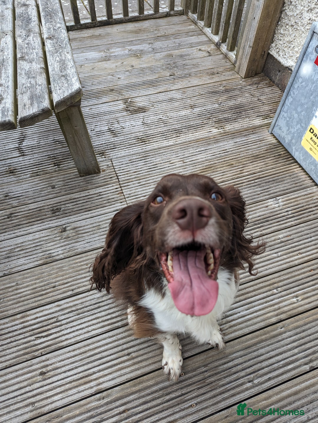 English Springer Spaniel dogs for sale: Beautiful springer spaniel - Image 5