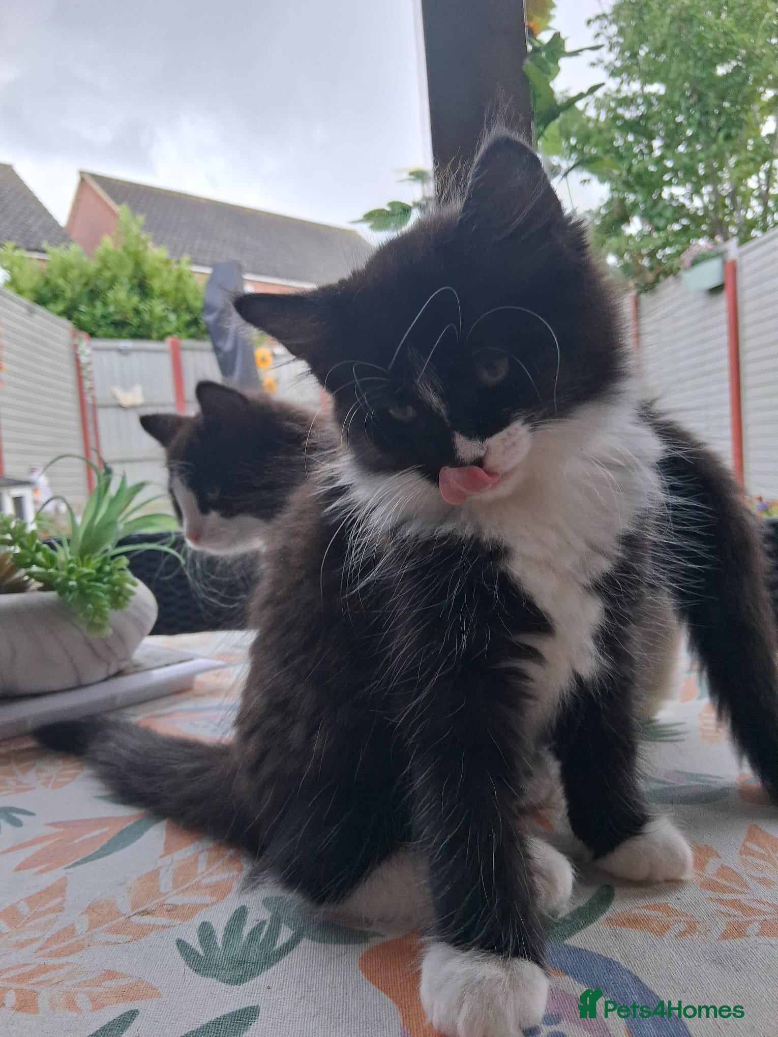 Mixed Breed cats for sale: 1 boy and 2 girls black and white ( tuxedo) - Advert 6