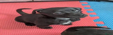 Puppy 2