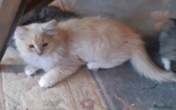 Siberian cats for sale: Three Beautiful Blond Siberian Kittens - Image 11