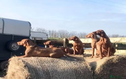 Hungarian Vizsla dogs for sale: Vizslas Devon KC Puppies - Image 12