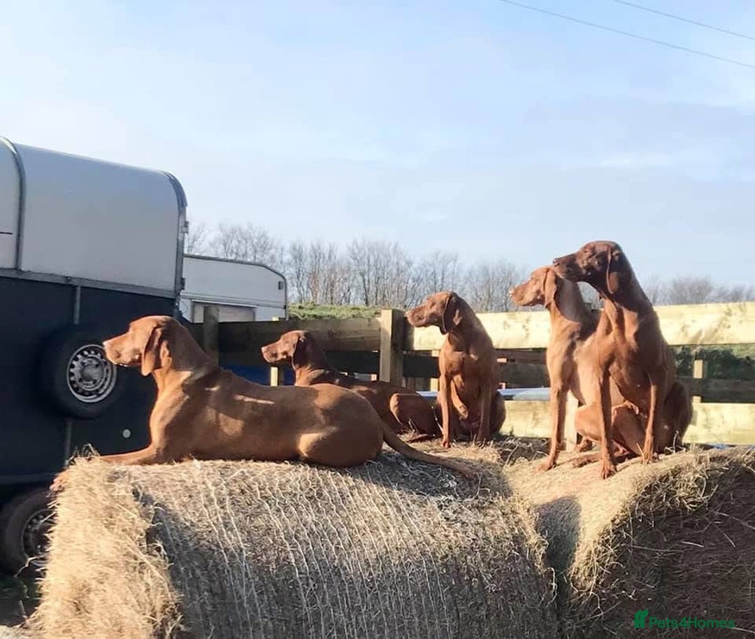 Hungarian Vizsla dogs for sale: Vizslas Devon KC Puppies - Image 12