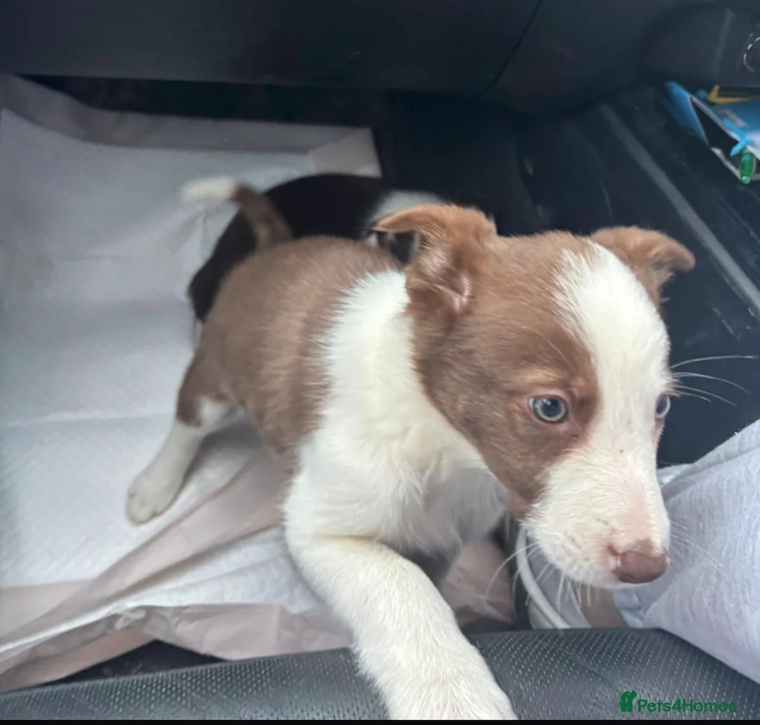 Border Collie dogs for sale: Stunning RED puppies. Parents health tested - Advert 3