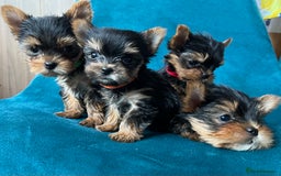 Yorkshire Terrier dogs for sale: Baby face mini pedigree YORKIE pups - Image 23