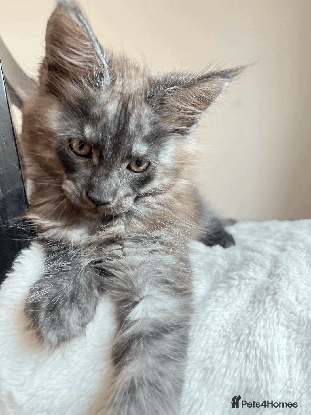Maine Coon cats for sale: XXL CHAMPION RUSSIAN LINE.MAINE COON KITTENS - Advert 27