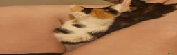 Mixed Breed cats for sale: 6 playful kittens - Advert 3