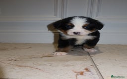 Bernese Mountain Dog dogs for sale: Bernese Mountain Dog Pups  - Image 13