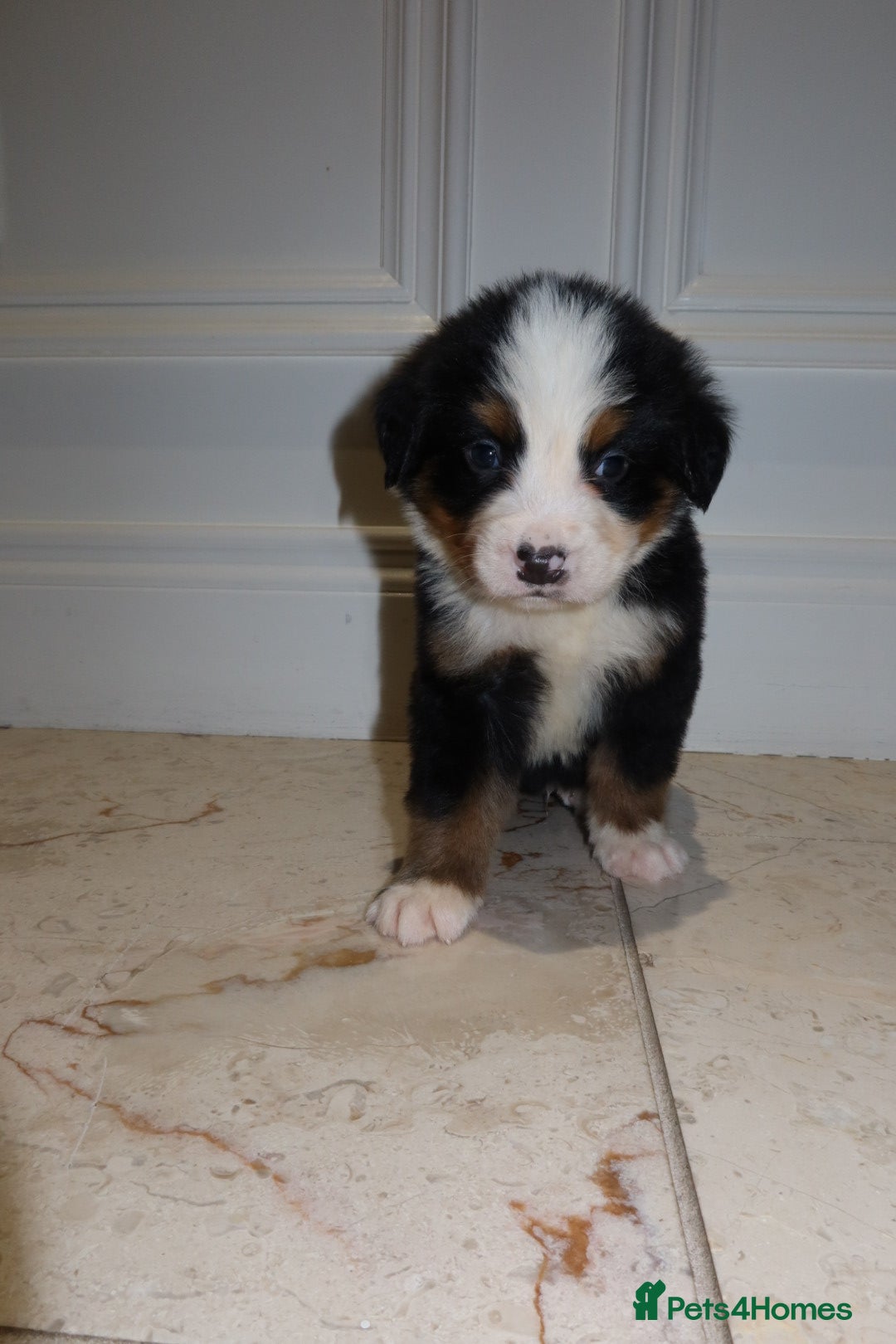 Bernese Mountain Dog dogs for sale: Bernese Mountain Dog Pups  - Image 13