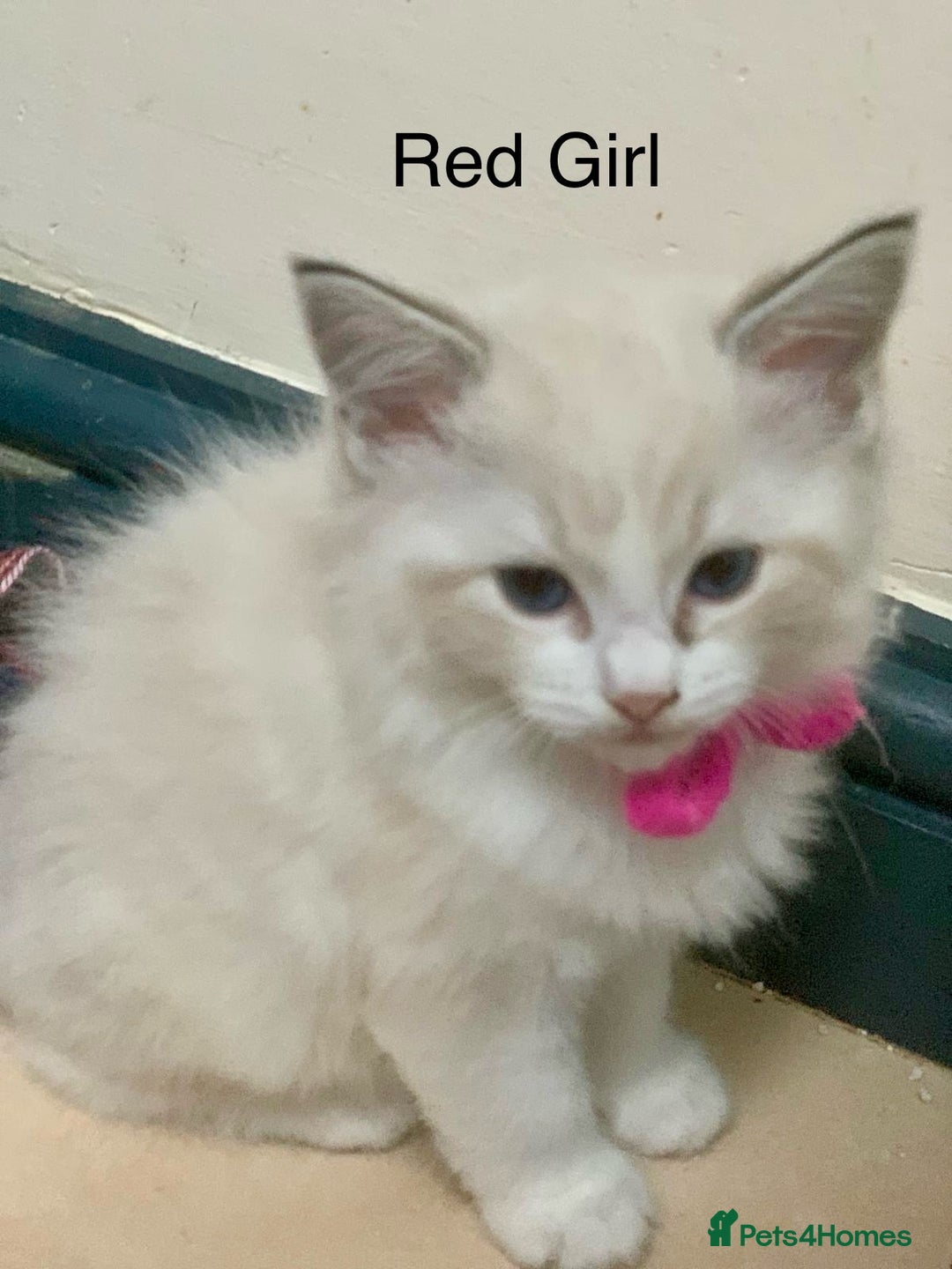 Ragdoll cats for sale: ❗️Charming Pure Ragdoll Kittens waiting love ❤️❗️ - Advert 8