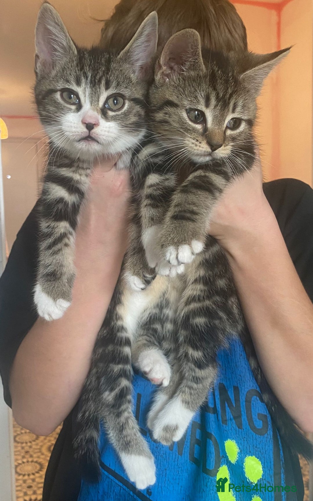 Mixed Breed cats for sale: Gorgeous tabby kittens  - Advert 2