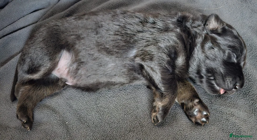 German Shepherd dogs for stud: Kc health tested solid isabella gsd in Bedford - Advert 23