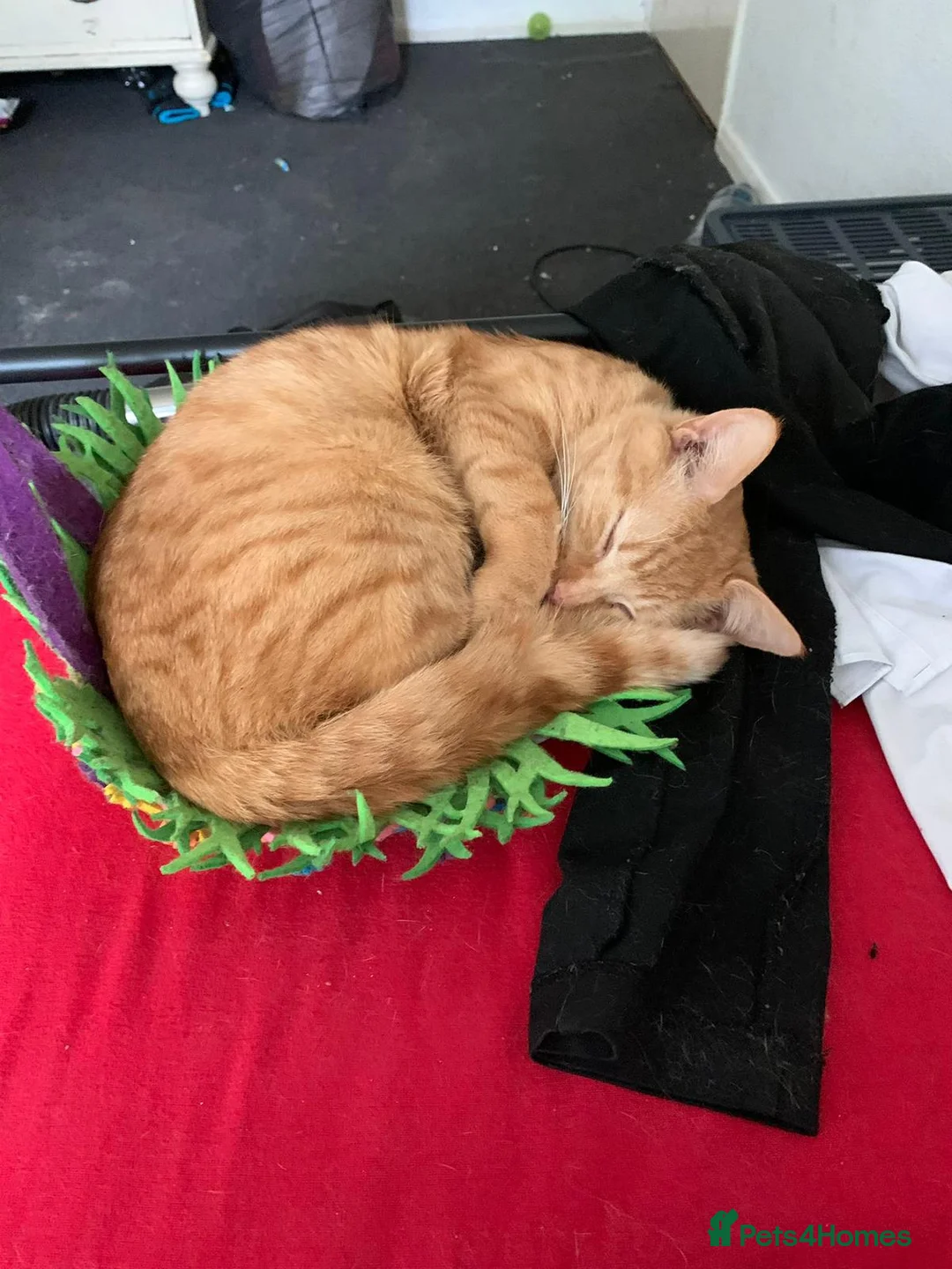 Domestic Shorthair cats for sale: 2yr old Male Ginger Cat for sale  in Hemel Hempstead - Advert 2
