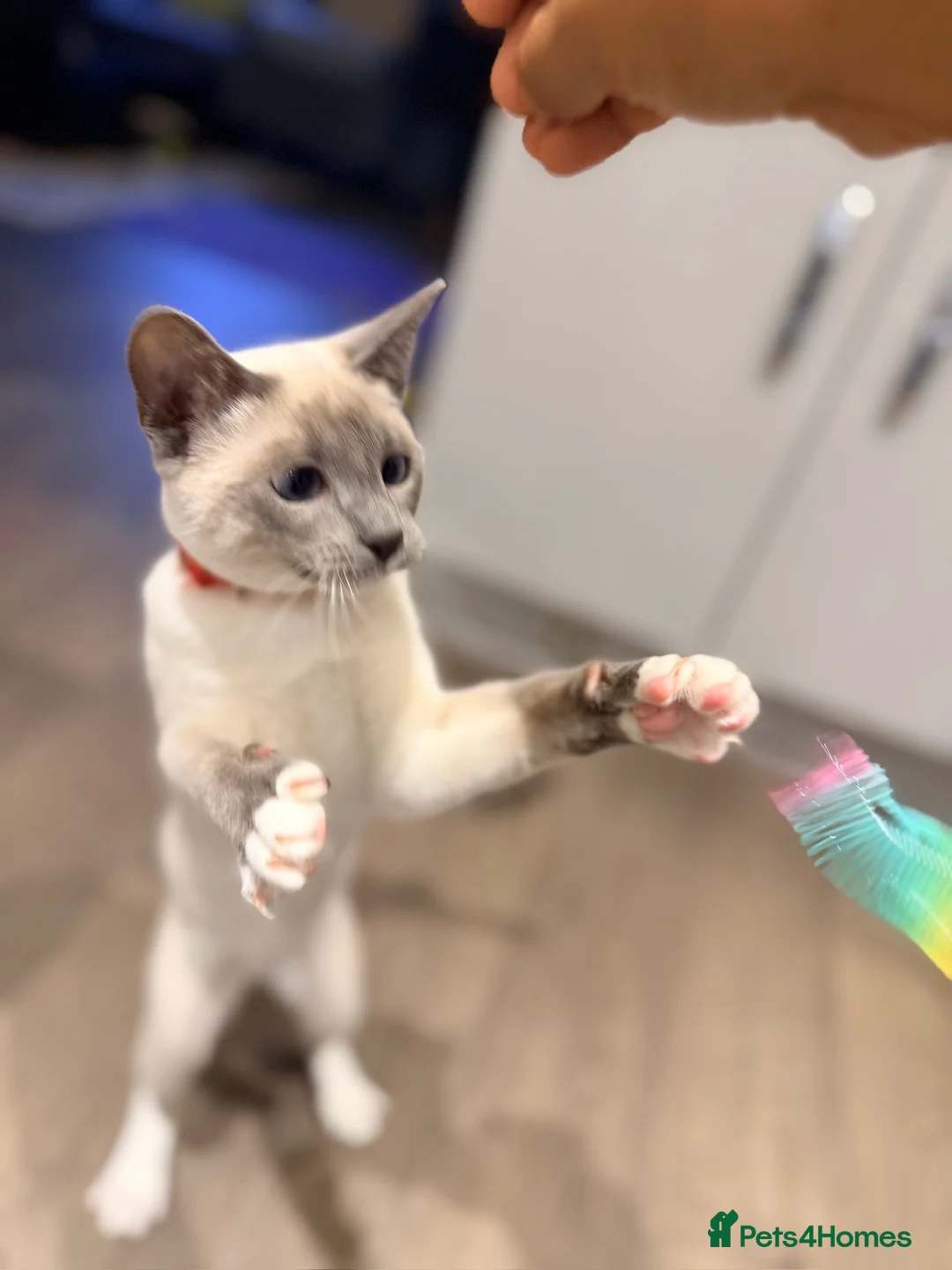 Snowshoe cats for sale: Snowshoe kitten  Looking for a Loving Home - Advert 21