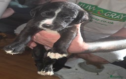 Mixed Breed dogs for sale: Labrador/irish wolf hound  - Image 26