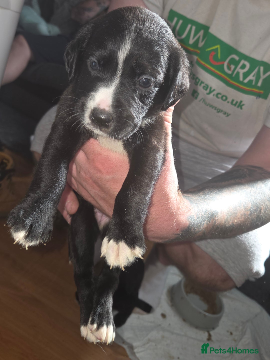 Mixed Breed dogs for sale: Labrador/irish wolf hound  - Image 26
