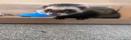 Ferret rodents for sale: Blondie and blackie  - Advert 3