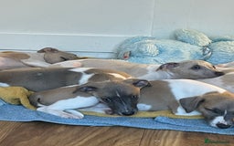 Whippet dogs for sale: Whippet pups  - Image 30