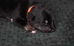 Shepsky dogs for sale: German shepherd x husky puppies - Image 9