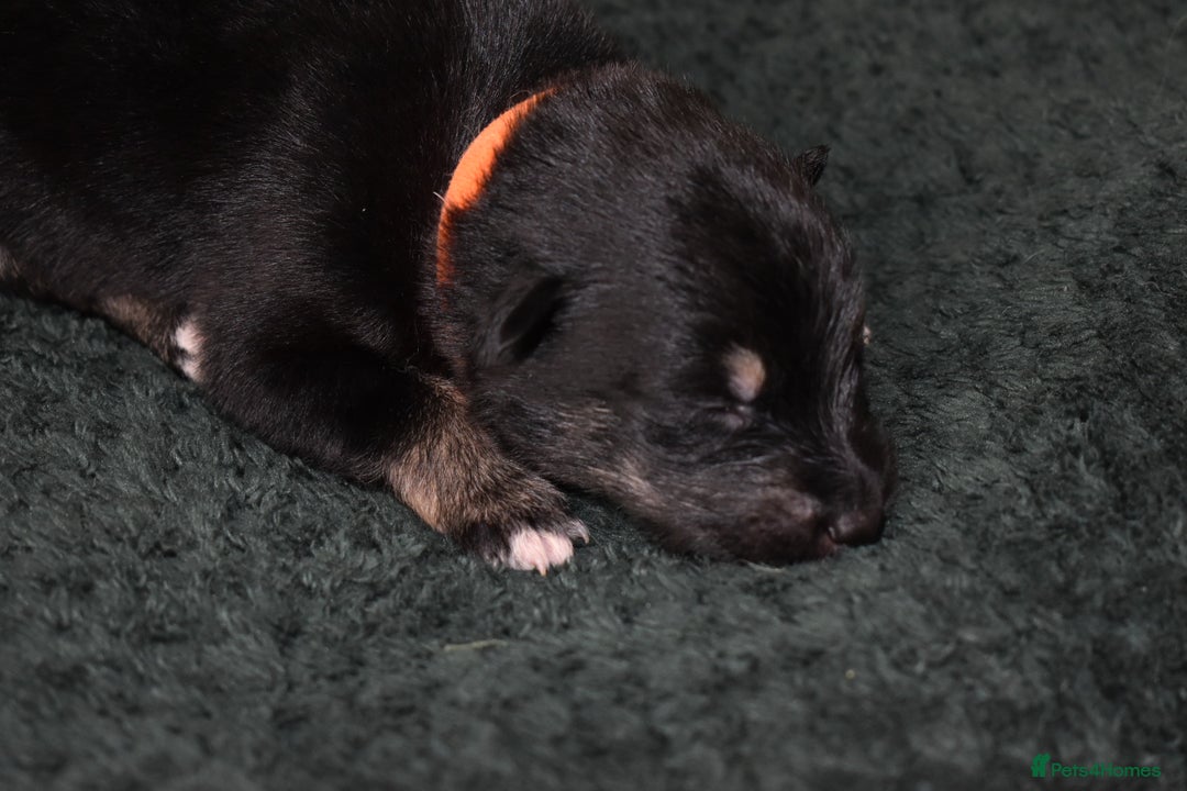Shepsky dogs for sale: German shepherd x husky puppies - Image 9