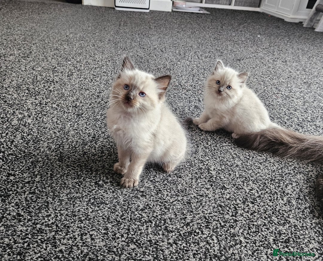 Ragdoll cats for sale: Ragdoll kittens (2 boys only) - Advert 10