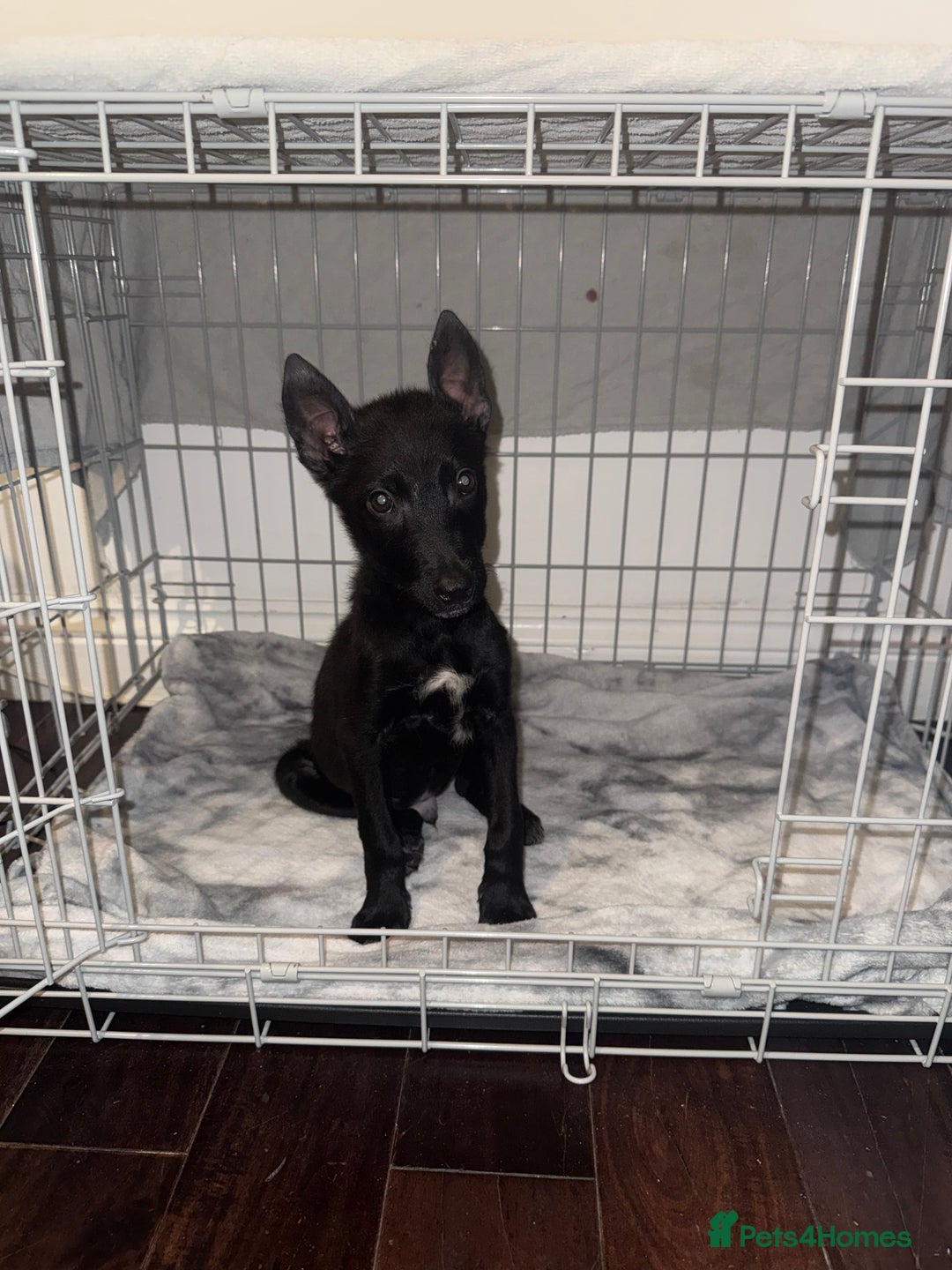 Belgian Shepherd Dog dogs for sale: Young Belgian Mali Boy - Advert 6