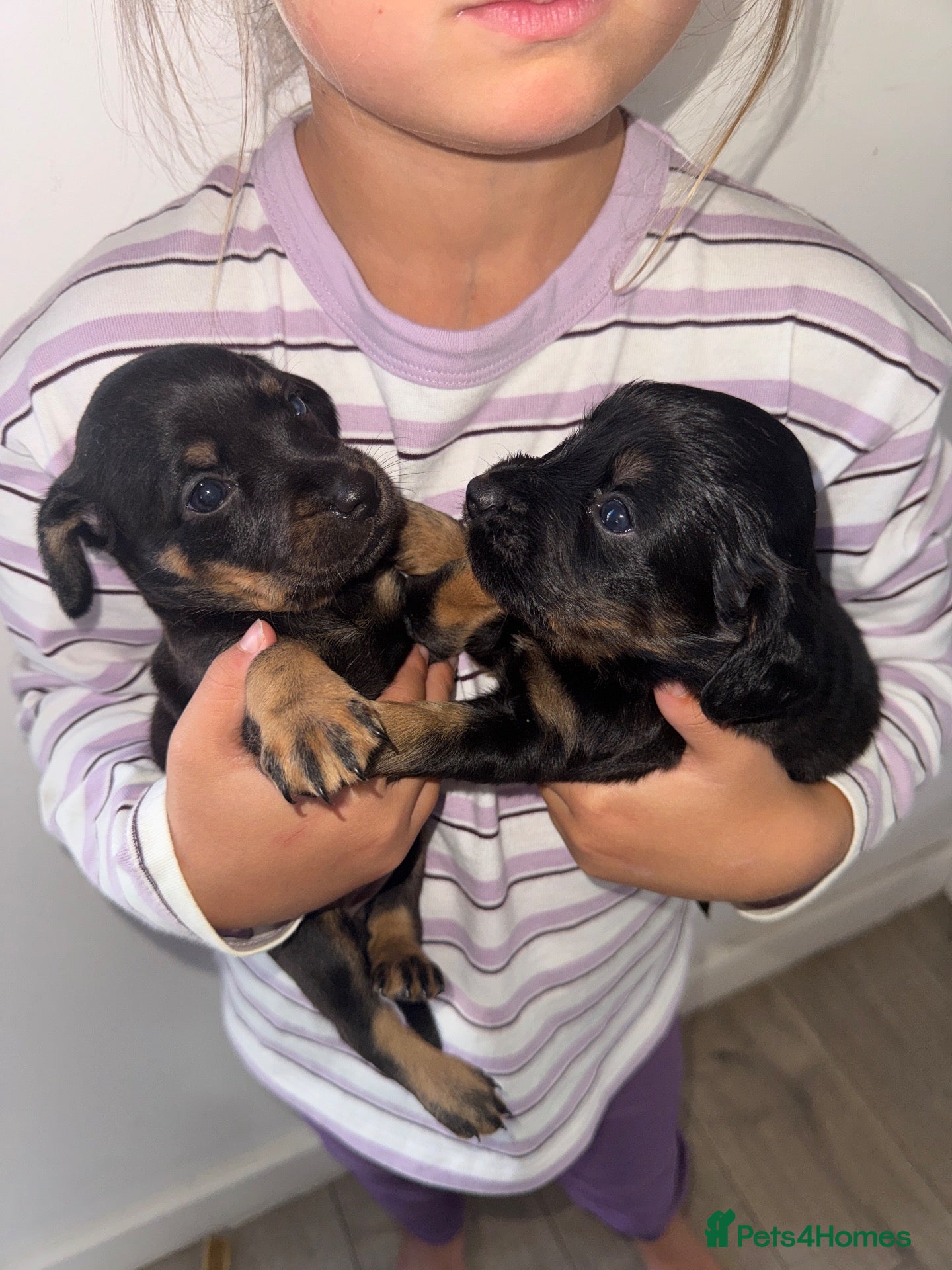 Mixed Breed dogs Mixed Breed Puppys  - Advert 2