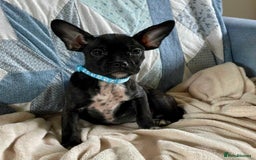 Mixed Breed dogs for sale: Frug/Staffy Puppies - Image 1