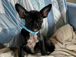 Mixed Breed dogs - Advert 7