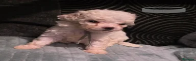 Cockerchon Puppy 4 (grey)