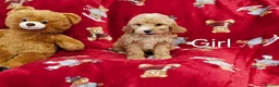 Cockapoo dogs for sale: ⚜️Pure Quality Cockapoos ⚜️ - Advert 19