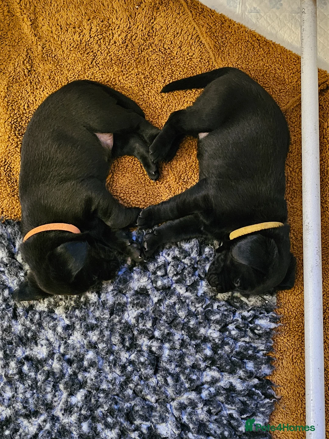 Labrador Retriever dogs for sale: Beautiful Black Labrador Puppies in Derby - Advert 2