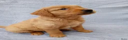 Golden Retriever dogs for sale: Golden retriever puppies  - Advert 5