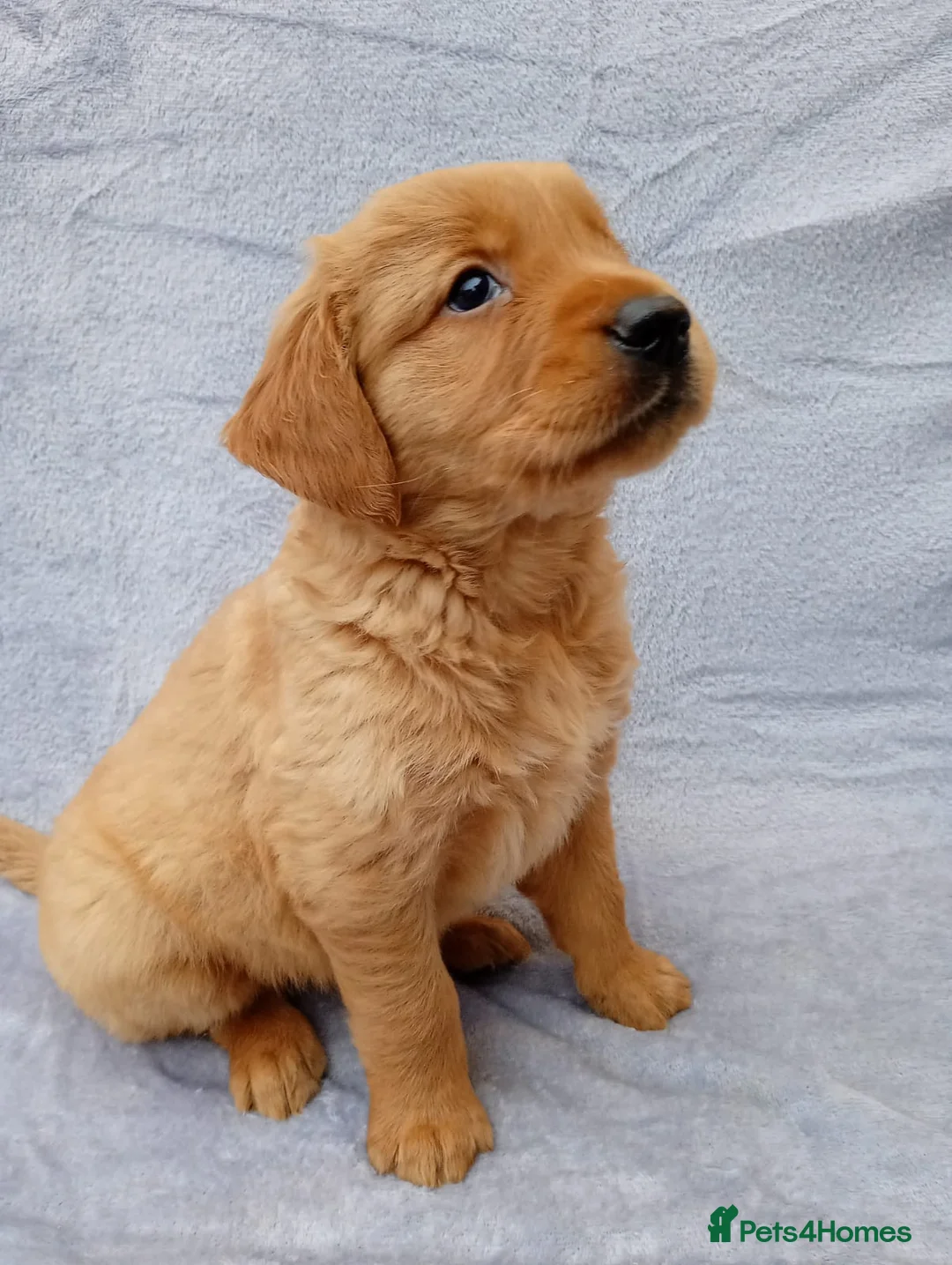 Golden Retriever dogs for sale: Golden retriever puppies  - Advert 5