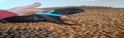 Labrador Retriever dogs for sale: labrador pups - Advert 5