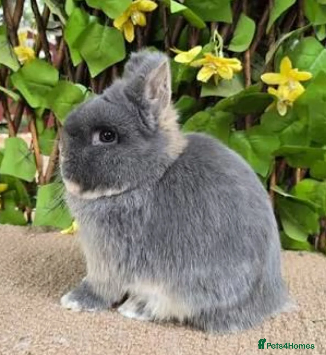 Netherland Dwarf rabbits for sale: SMALL/SHOW NETHERLAND DWARF RABBIT WANTED  - Advert 2