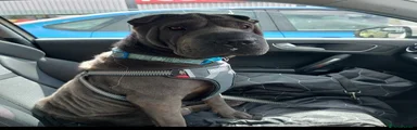Shar Pei 1